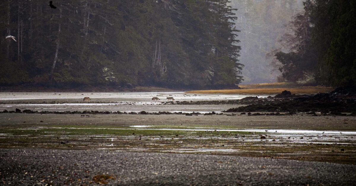 The science and ethics of wolf conservation