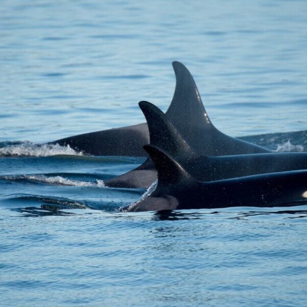 There’s still time to take action and save whales