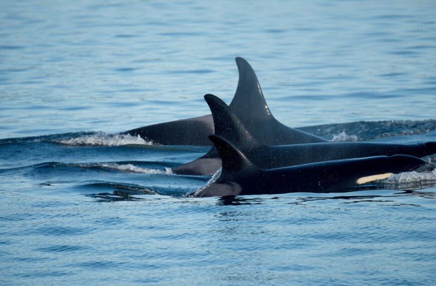 Three orcas swimming closely together with dorsal fins above the water in a calm sea remind us of the urgent need for whale conservation.