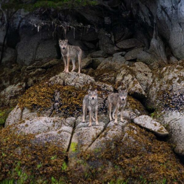 Wolves, whales, and water