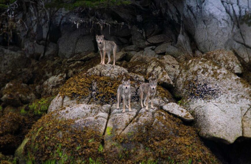Three wolves stand on a rocky, moss-covered terrain beneath a tree-lined cliff, with the sound of distant water echoing through the quiet wilderness.