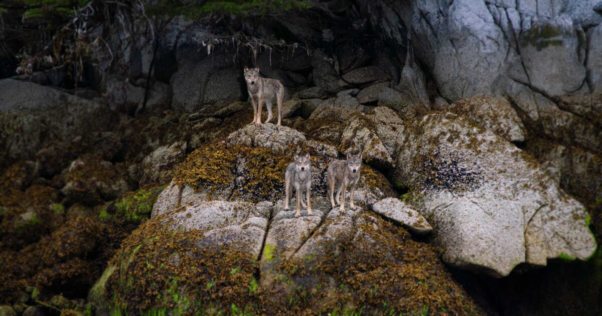 Wolves, whales, and water