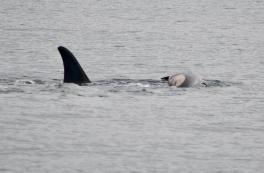 An orca swims at the water's surface, partially submerged, with its dorsal fin visible above the waves—a solitary wanderer on the brink of disappearing populations.