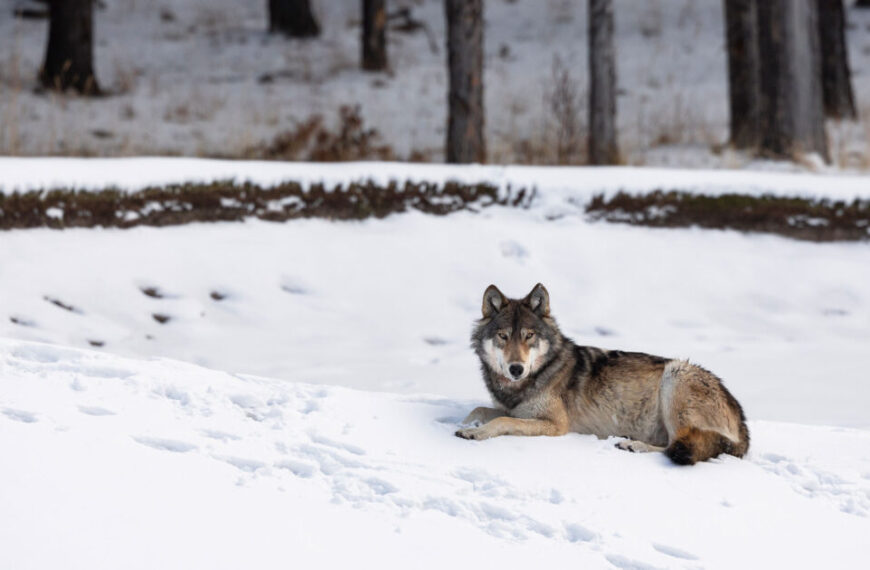 In the snowy landscape, a gray wolf peacefully lies beneath towering trees, offering a serene glimpse into wolf social behavior—a scene reminiscent of Jane Packard's studies.