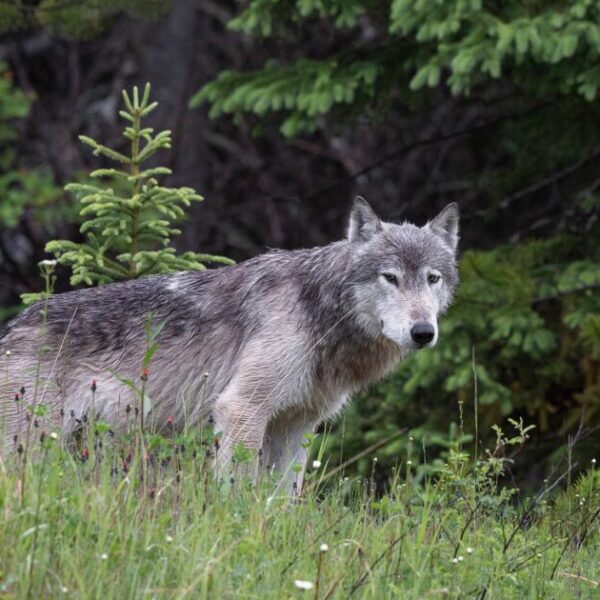 Episode 3: Wolves, biodiversity, and food security with Susan Bragdon