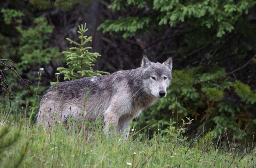 A grey wolf stands on the grass, surrounded by trees and plants, embodying the rich biodiversity of its forest home.
