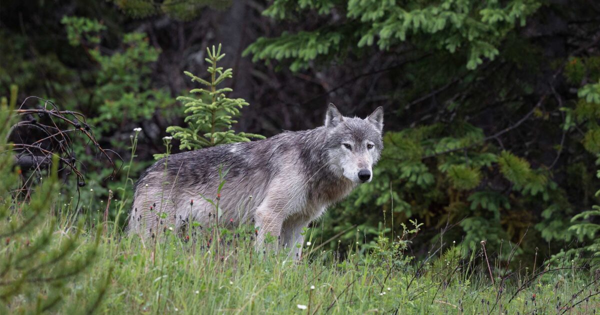 Episode 3: Wolves, biodiversity, and food security with Susan Bragdon
