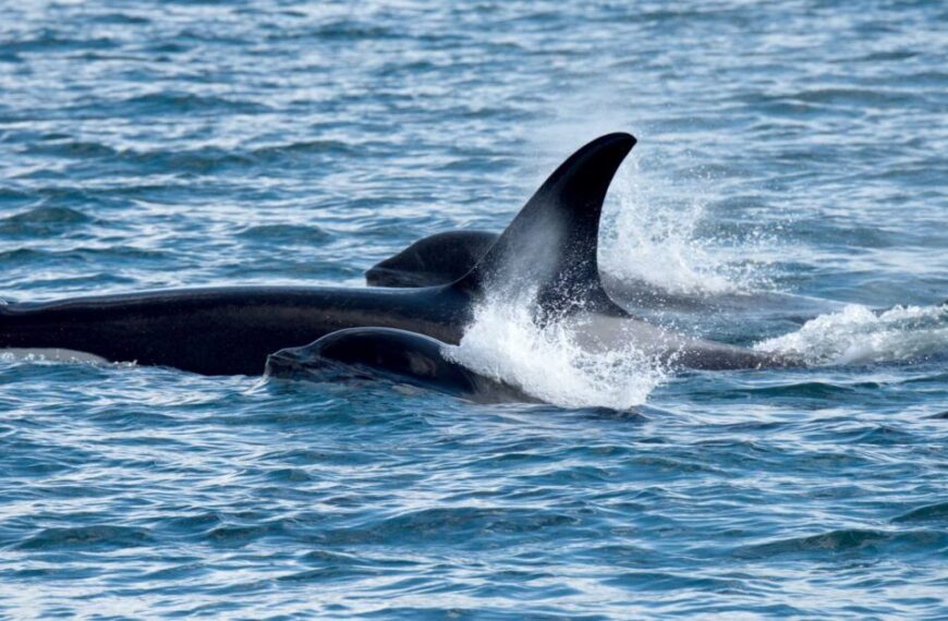 A group of Southern Resident orcas swims closely together, partially submerged in the blue ocean water.