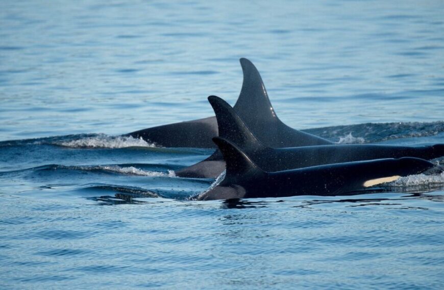 Three Southern Resident killer whales swim closely together in calm ocean waters, showcasing their grace and unity.