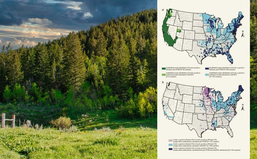 Two maps of the U.S. highlight distributions of forest types against a backdrop of a dense green forest under a cloudy sky, illustrating regions significant for tick surveillance and Lyme cases.