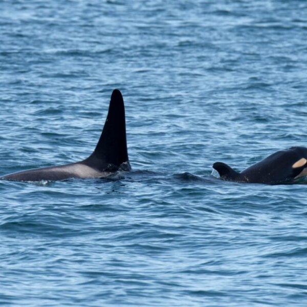 Why Southern Resident killer whales need emergency protection
