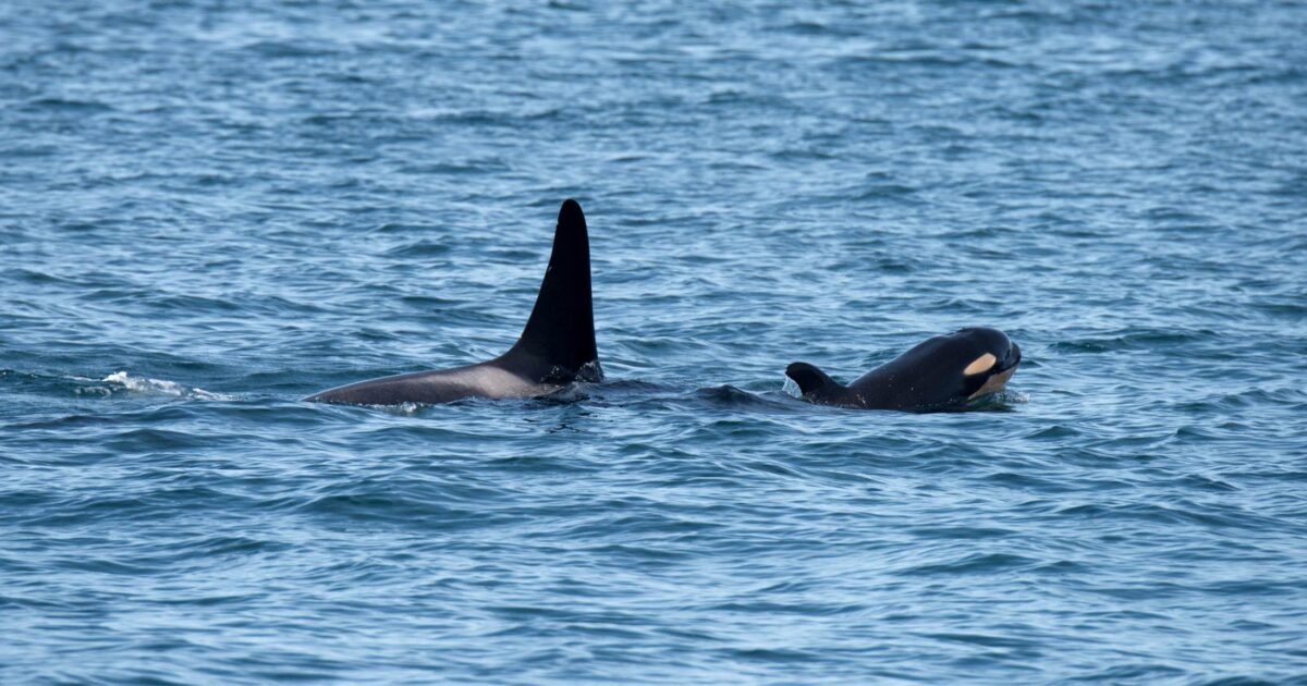 Why Southern Resident killer whales need emergency protection