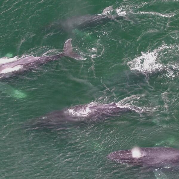 DNA from dives: Species detection of humpback whales (Megaptera novaeangliae) from flukeprint eDNA