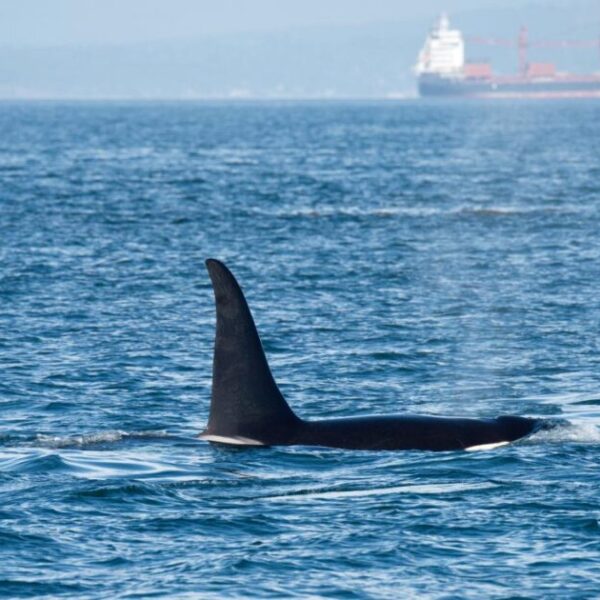 Government’s failure to issue emergency order puts Southern Resident killer whales at greater risk