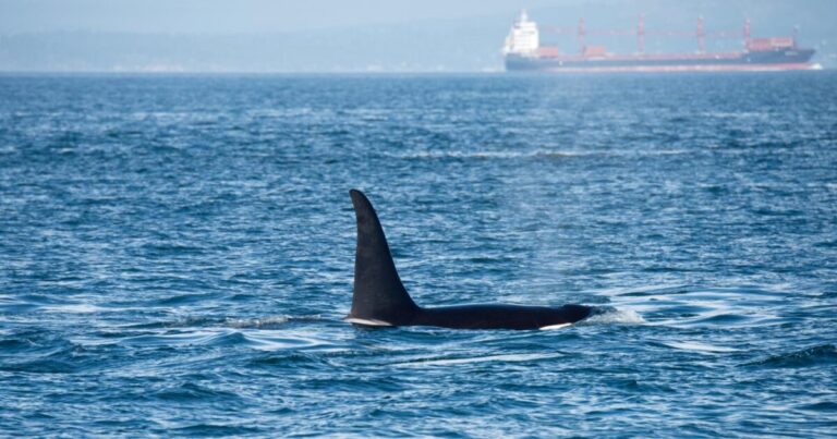 Government’s failure to issue emergency order puts Southern Resident killer whales at greater risk