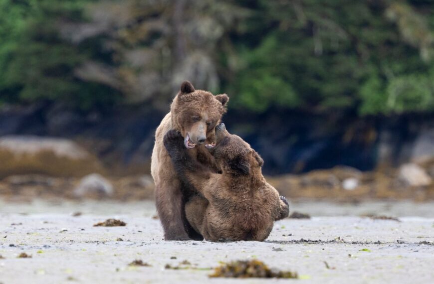Two grizzly bears engage in playful interaction on a sandy beach with a forested background, showcasing their unique bear love.