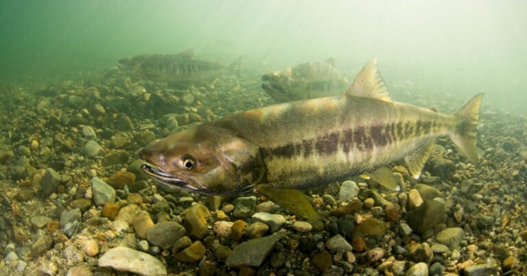 Policy brief – supporting freshwater salmon habitat through the Water Sustainability Act Policy brief – supporting freshwater salmon habitat through the Water Sustainability Act