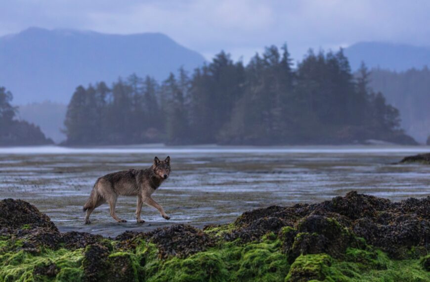 On a rare occasion, a wolf strides along the rocky shoreline, adorned with green algae, while distant trees and misty mountains create a breathtaking backdrop.