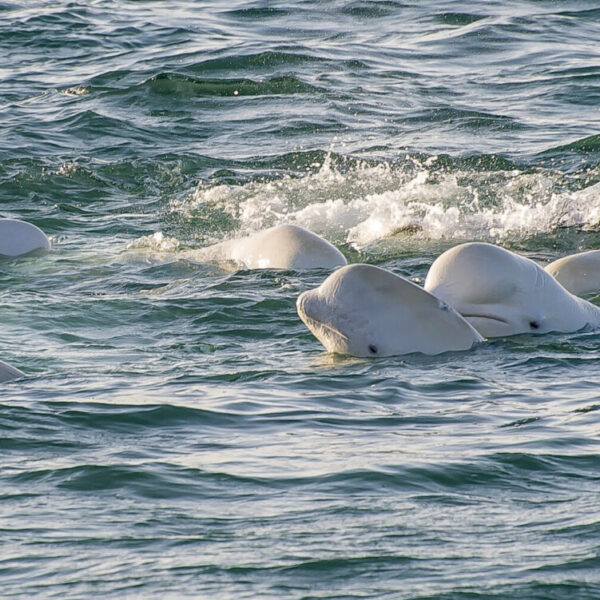Too loud to talk? Belugas tune in to ultrasonic channels