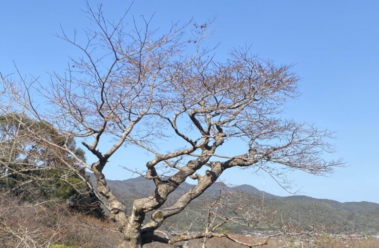 Kyoto’s Golden Splendor and Quiet Retreats