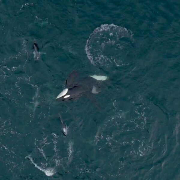 That time A55 Northern Resident killer whale rolled over, surrounded by Pacific white-sided dolphins