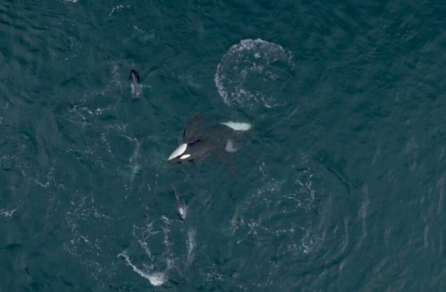 Aerial view of Northern Resident killer whales swimming together in dark blue ocean water, with some visible water disturbance around them.
