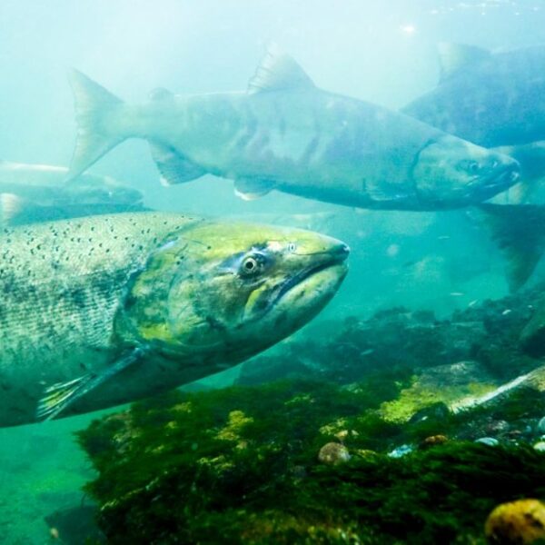 Where this flag flies, salmon have allies