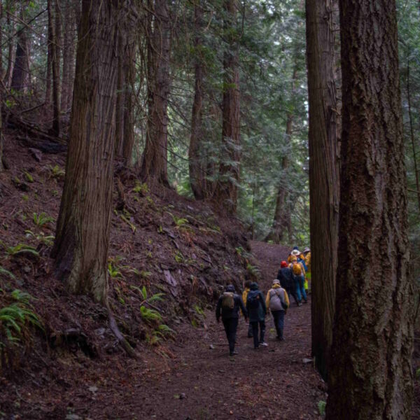 Introducing the Land Healing Stewards Initiative