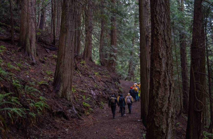 A group of people hike along a dirt trail through a dense forest, participating in the Stewards Initiative to support land restoration amid tall trees and ferns on the ground.