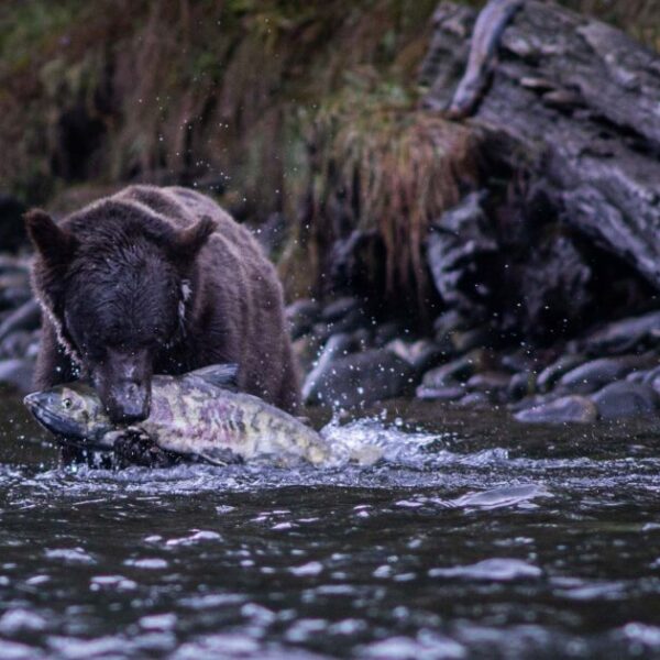 New research highlights important routes to spawning salmon for coastal bears