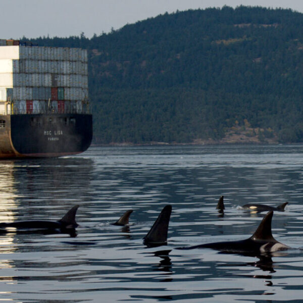 New science report identifies roadmap to aid in the recovery of endangered Southern Resident killer whales