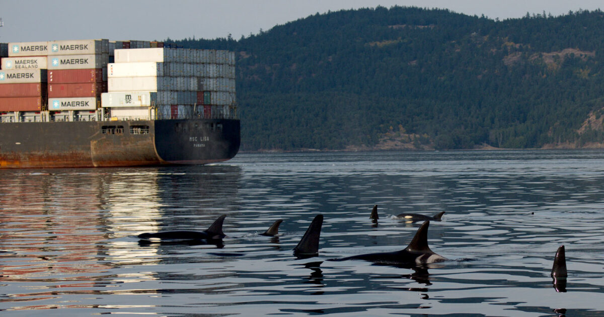 New science report identifies roadmap to aid in the recovery of endangered Southern Resident killer whales