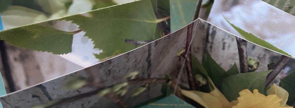 A New Chapter: Exploring Artists’ Books
