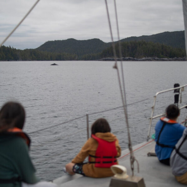 Building a culture of marine-mammal safe boating on the coast