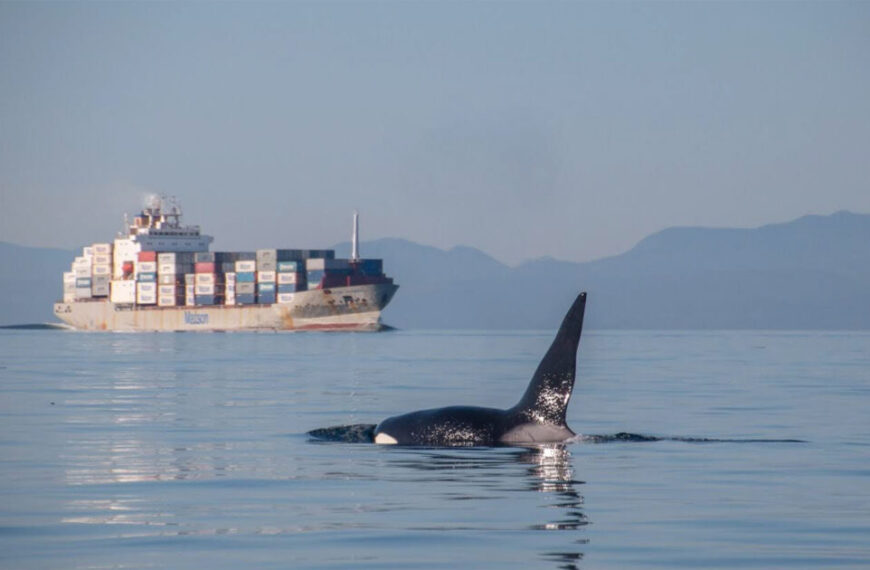 An orca, central to Southern Resident killer whale recovery efforts, swims near the water's surface with a large container ship in the background under a clear sky.