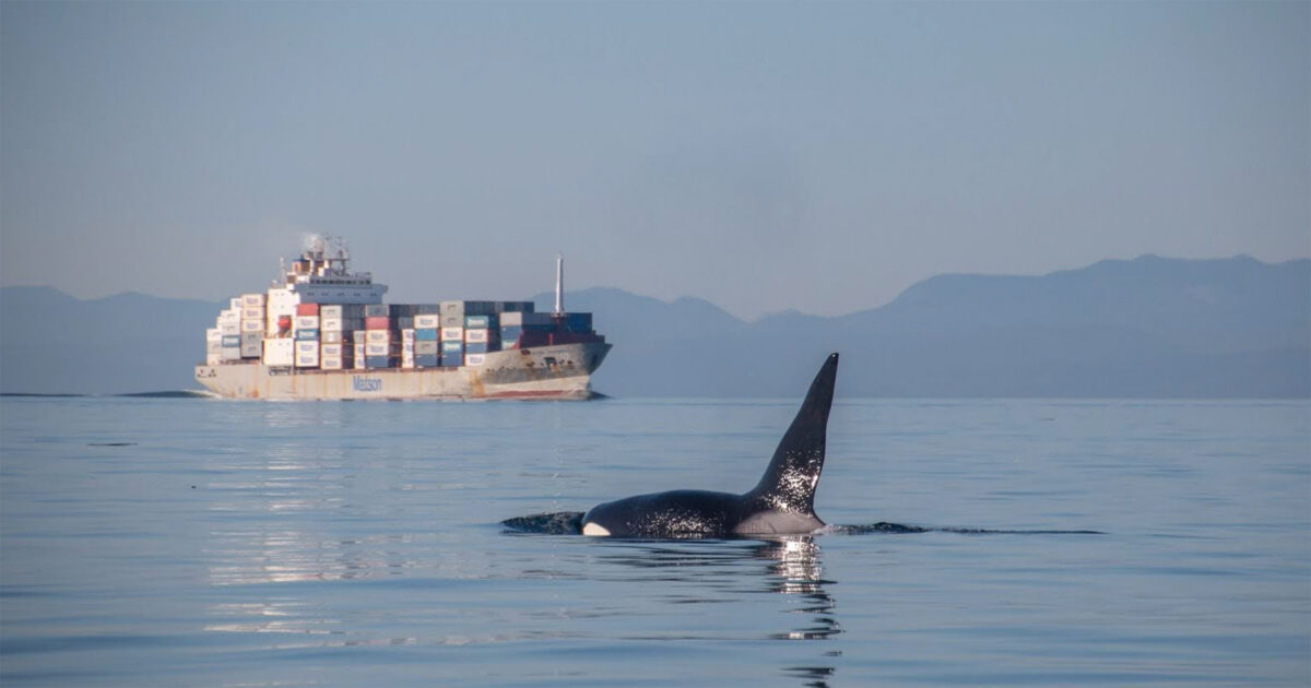Listen to Lance Barrett-Lennard explain the importance of proper policy recommendations for Southern Resident killer whale recovery