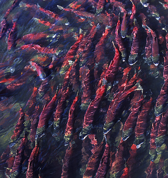 A large group of red salmon, part of the 2025/26 salmon IFMP, swim closely together in clear, shallow water.