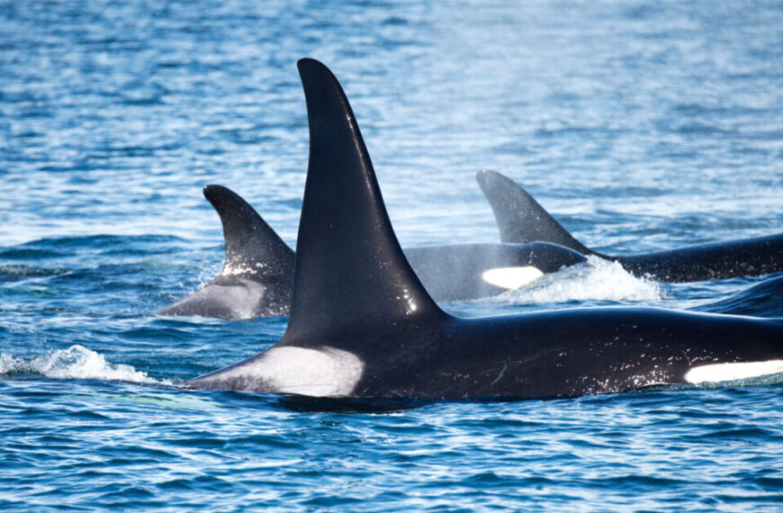 Three orcas swim close together at the surface of the water off B.C., their dorsal fins and black-and-white markings clearly visible—a striking sight that highlights the importance of effective killer whale management in these waters.