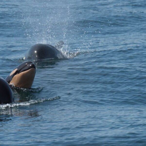 Turning the tide for southern resident killer whales