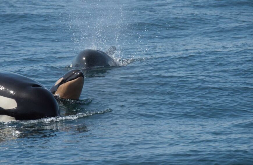 Two southern resident killer whales swim at the ocean’s surface, with one exhaling a spout of water. The calm blue water surrounds them, highlighting the importance of killer whale conservation.