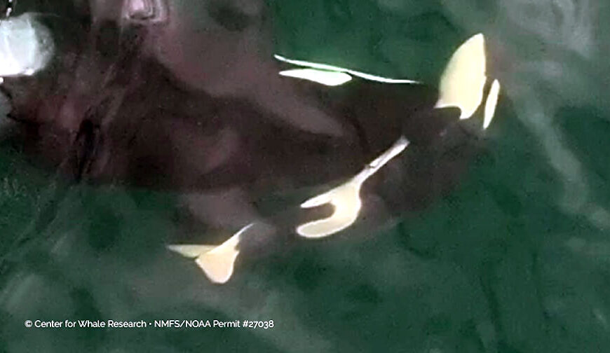 A close-up view of a baby orca swimming underwater next to an adult Southern Resident, with both animals partly visible—a poignant reminder of their recent devastating loss.