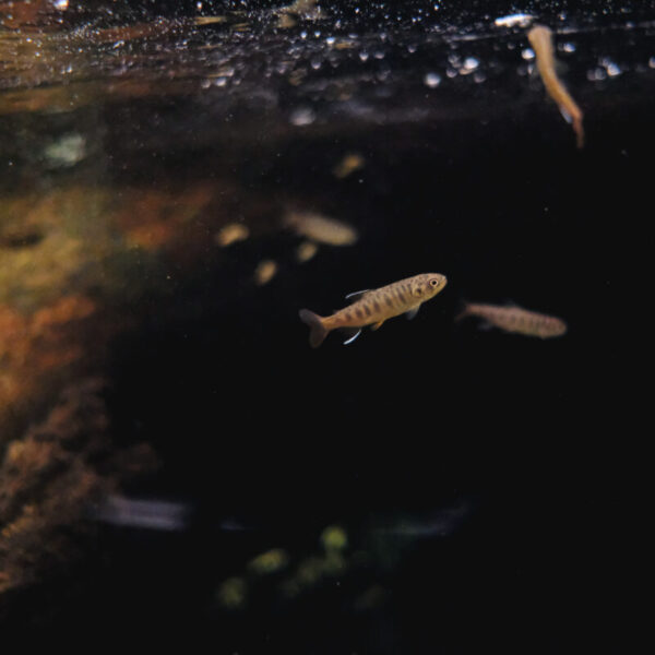 Federal government stops monitoring B.C. salmon runs at the height of the season