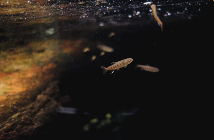 A small fish, possibly a young B.C. salmon, swims in dark water near the surface, with a few other fish visible in the background.
