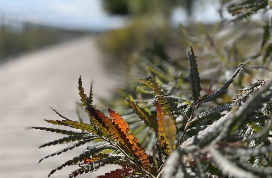 Close-up of serrated green and reddish fern leaves, evoking autumn self care, with a blurred pathway and fence visible in the background.