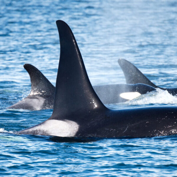 In the Salish Sea, tensions surrounding killer whales and salmon are about more than just fishing