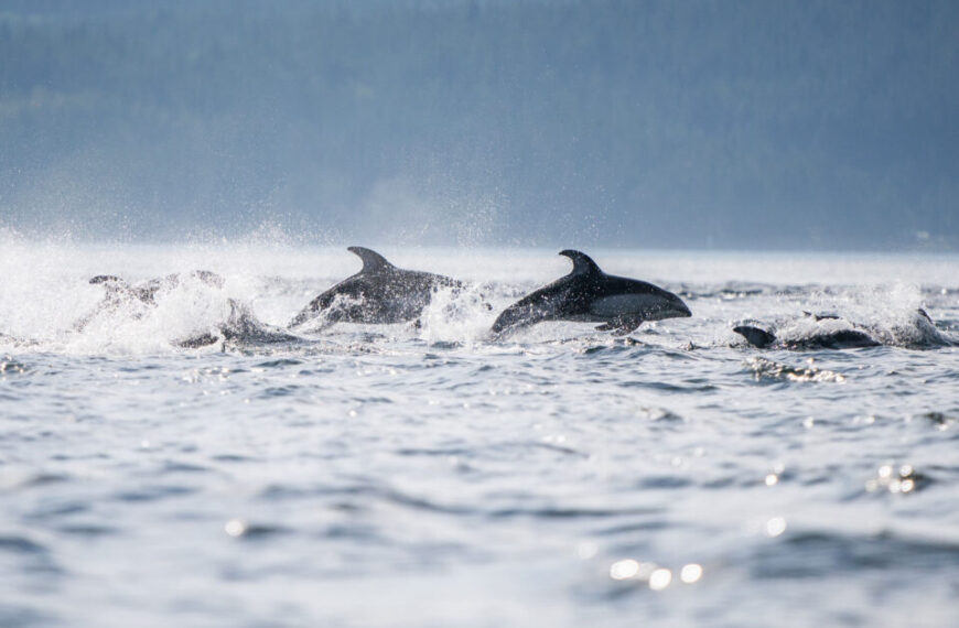 A group of dolphins swims and leaps above the surface of a large body of water, with a forested shoreline in the background—an inspiring scene reminiscent of the Raincoast Ocean Science Awards held on November 20th, 2025.