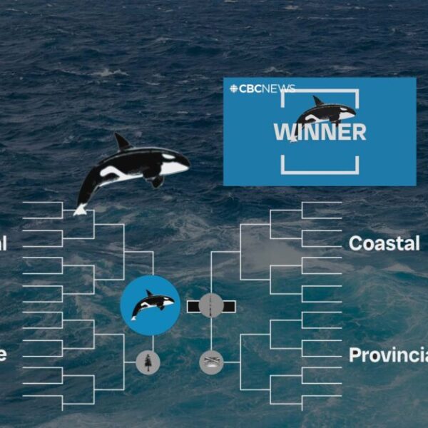 Let’s talk about why it’s ironic that the orca was just chosen as BC’s Best Symbol