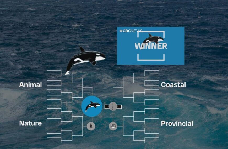 A bracket chart over an ocean background shows an orca as the winner in a CBC contest for BC’s Best Symbol, with categories labeled Animal, Nature, Coastal, and Provincial.