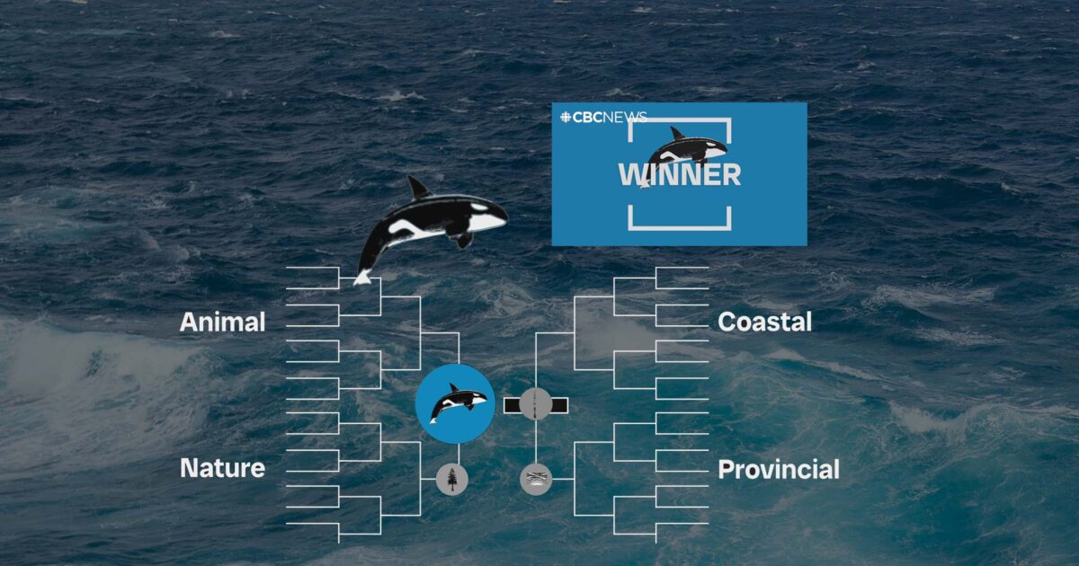 Let’s talk about why it’s ironic that the orca was just chosen as BC’s Best Symbol