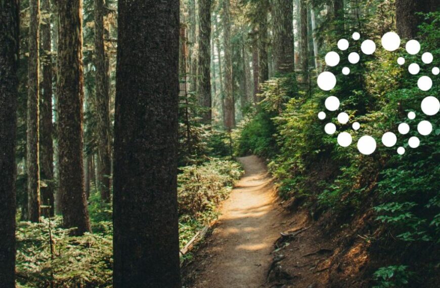 A dirt trail winds through a dense forest with tall trees and green undergrowth; a cluster of white circles forms a ring shape in the upper right corner, evoking the mindful communication and listening skills fostered at Royal Roads University.